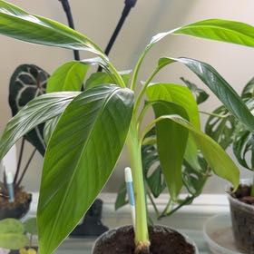 Photo of the plant species Dwarf Red Banana Tree by Iris named Elle on Greg, the plant care app