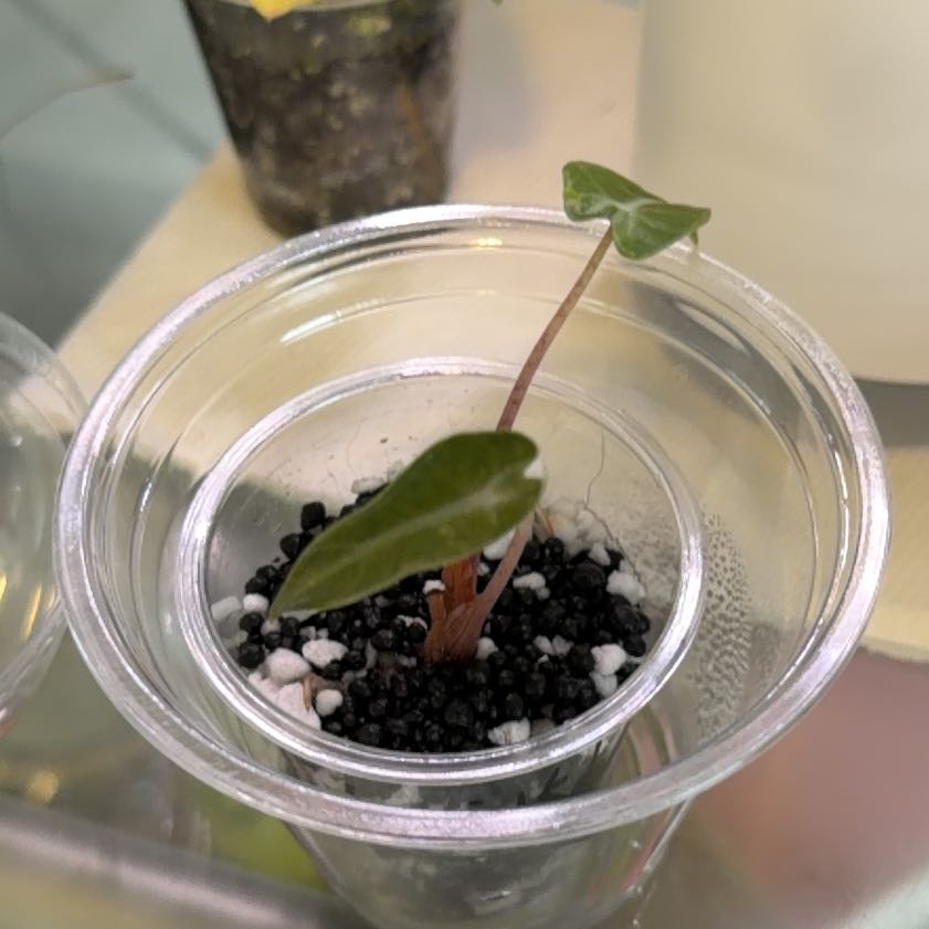 Photo of the plant species Alocasia Pink Bambino by Iris named Walt on Greg, the plant care app