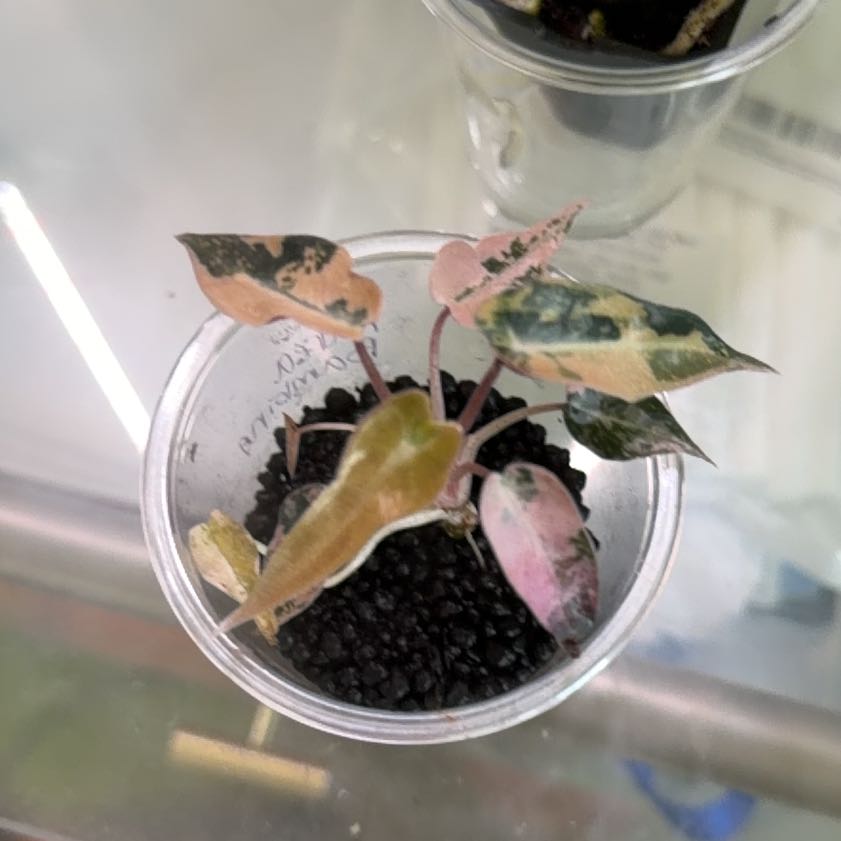 Photo of the plant species Alocasia Pink Bambino by Iris named Sol on Greg, the plant care app