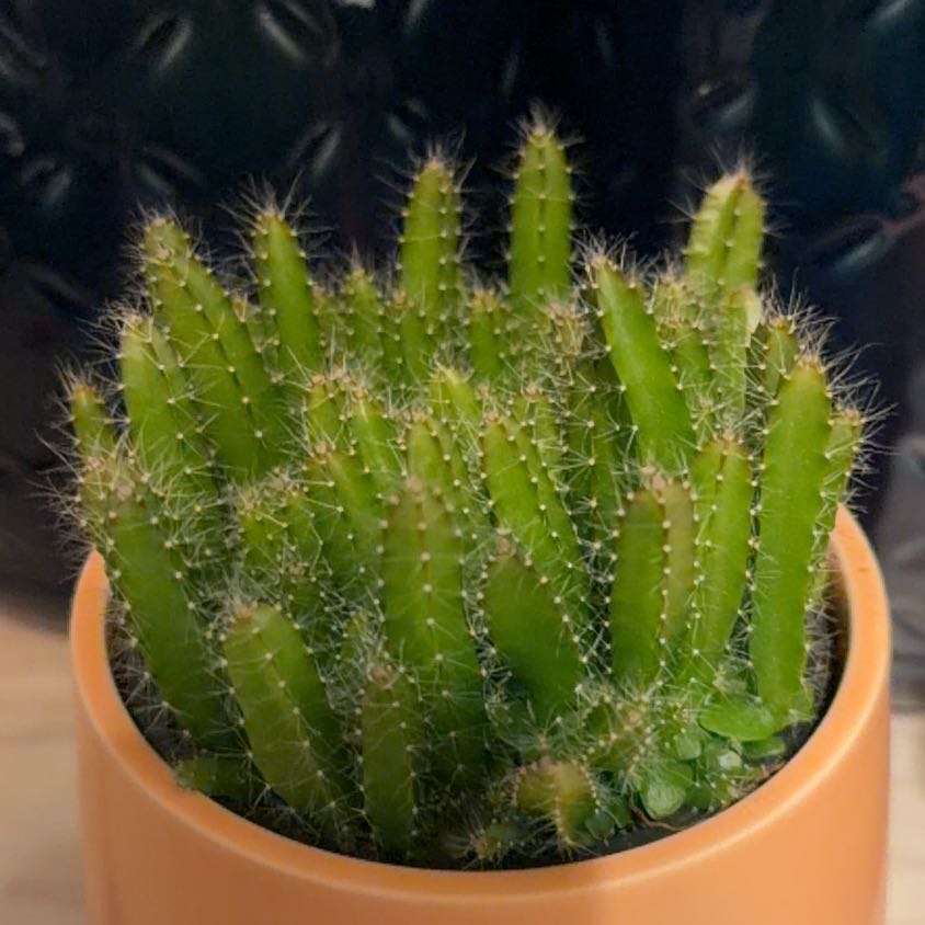 Photo of the plant species dragon fruit cactus by Iris named Muhammad Ali on Greg, the plant care app