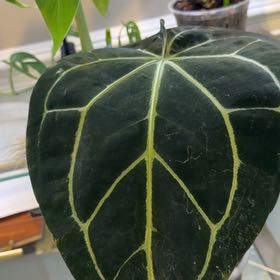 Photo of the plant species Anthurium besseae aff. by Iris named Scarlett on Greg, the plant care app