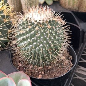 Photo of the plant species Mammillaria Melanocentra by @VipGardenia35 named Mando on Greg, the plant care app