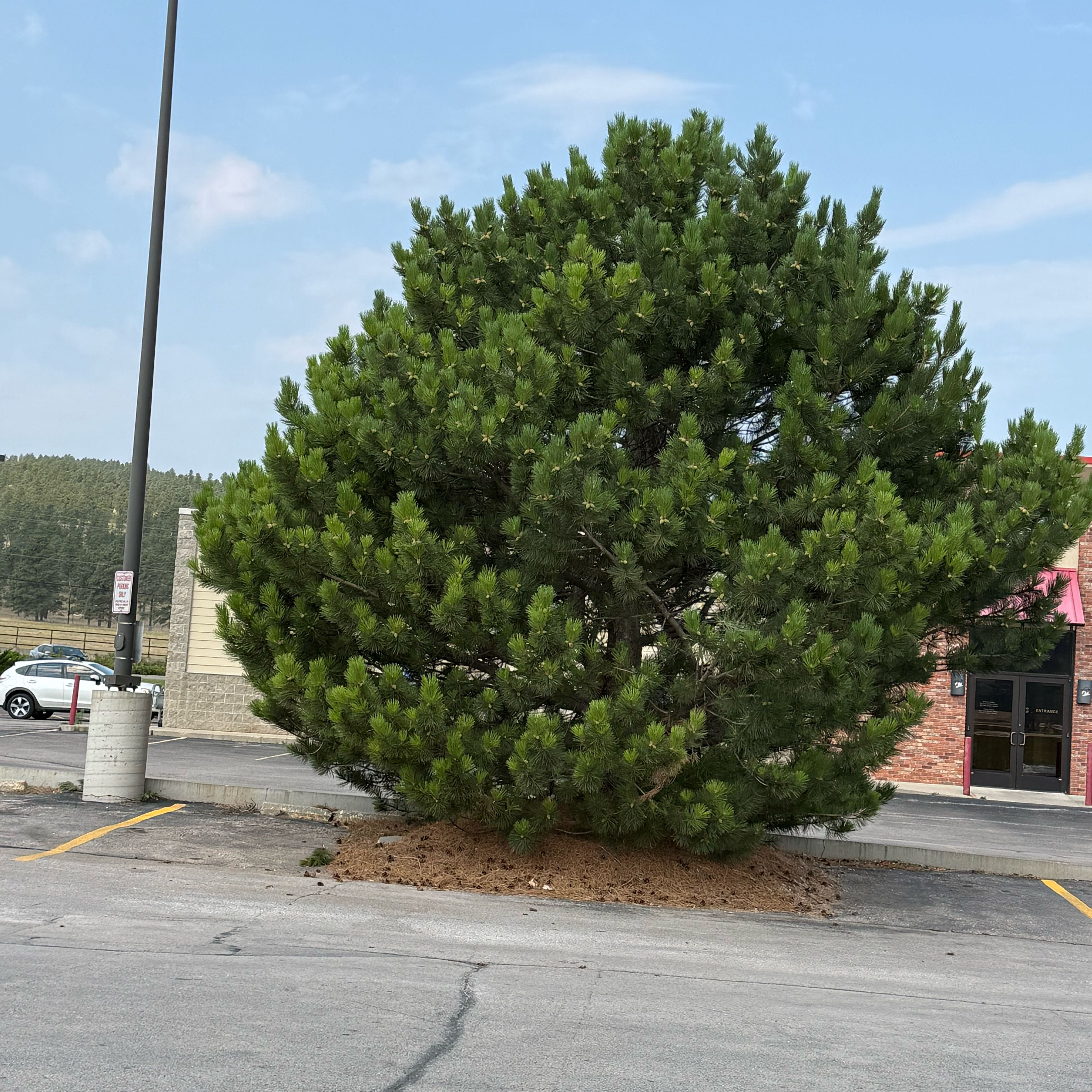 Photo of the plant species Swiss Pine by @SirSmellfox56 named Oscar on Greg, the plant care app