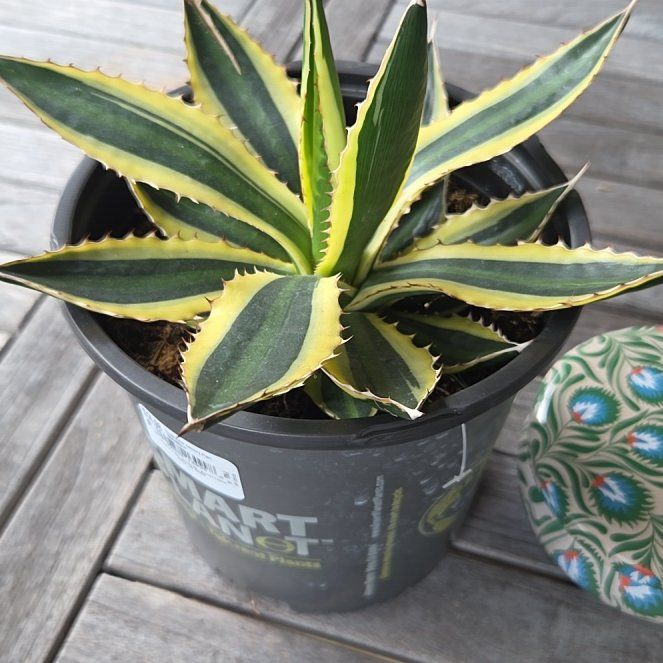 Photo of the plant species Thorn-Crested Century Plant by @AvidRedfir78 named Stella on Greg, the plant care app