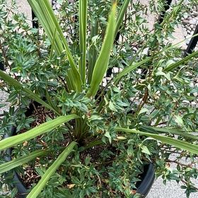 Photo of the plant species Canary Island Date Palm by @TopAster61 named Sahara on Greg, the plant care app