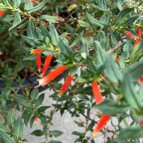 Photo of the plant species California-Fuchsia by @TopAster61 named Sigmund on Greg, the plant care app