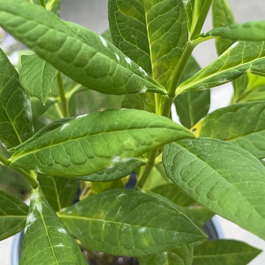 Photo of the plant species Scarlet Milkweed by @TopAster61 named Eva on Greg, the plant care app