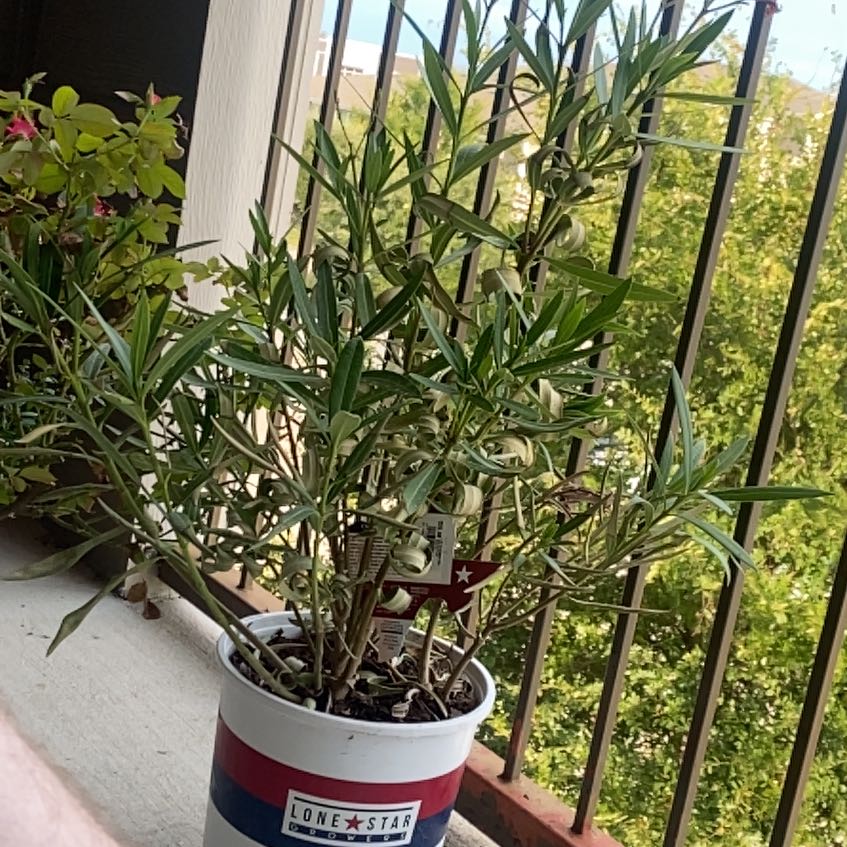 Photo of the plant species Oleander by @OpportuneLlavea named Athena on Greg, the plant care app