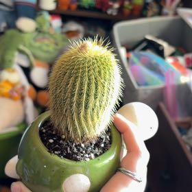 Photo of the plant species Notocactus leninghausii by @BabyCobnut98 named Teddy picker on Greg, the plant care app