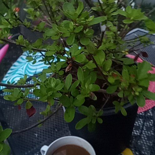 Photo of the plant species Satsuki by @SupersonicLemon named Muhammad Ali on Greg, the plant care app