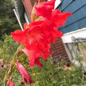 Photo of the plant species Gladiolus by @RichlyRadish named Prince on Greg, the plant care app