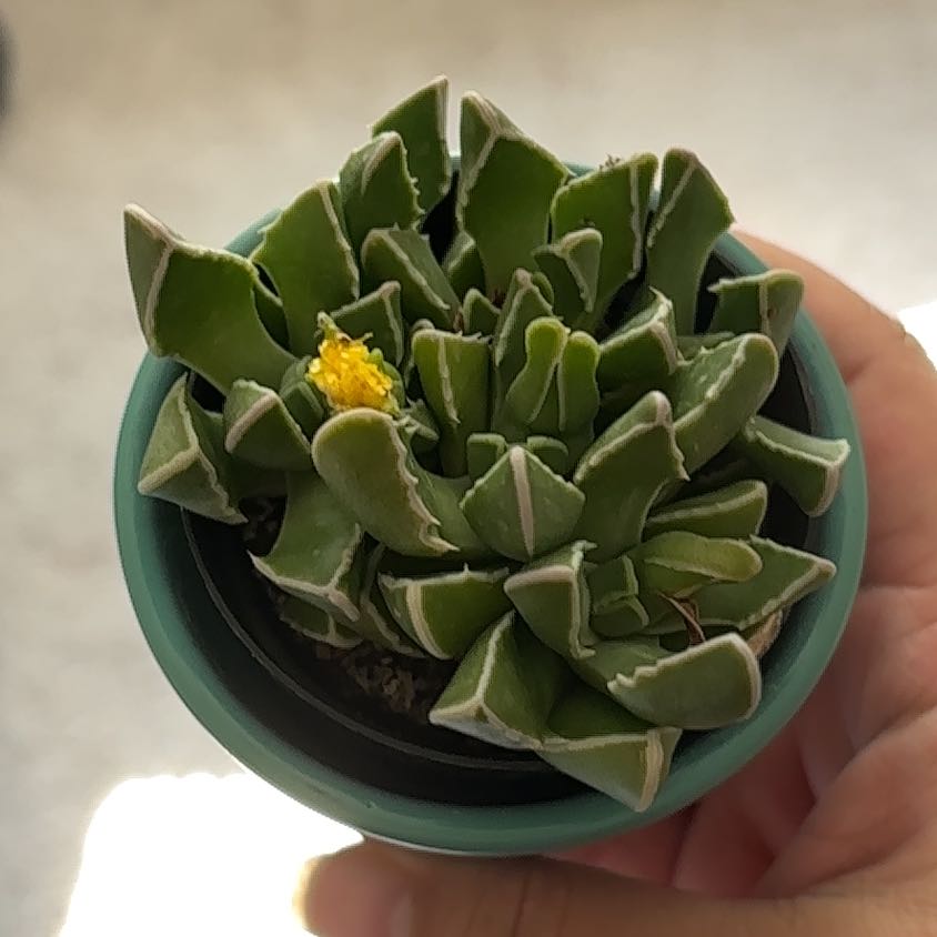Photo of the plant species Faucaria bosscheana var. haagei by @GemKaro32 named Captain Plant-it on Greg, the plant care app