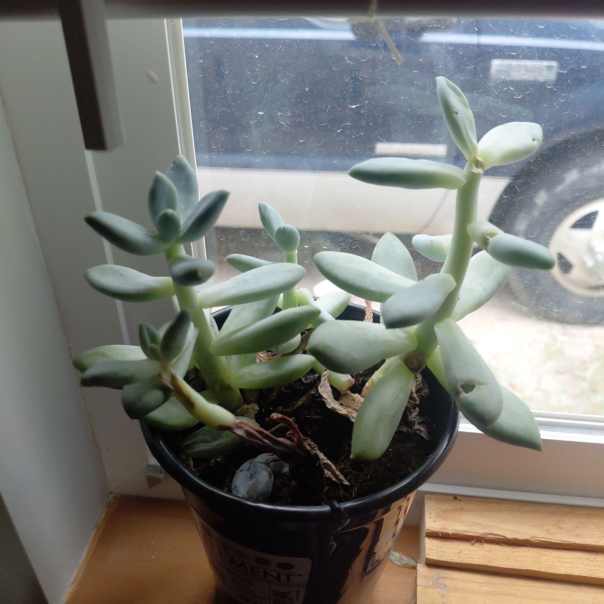 Photo of the plant species Pachyphytum 'Moon Silver' by @BraveLimetuff21 named Mochi on Greg, the plant care app