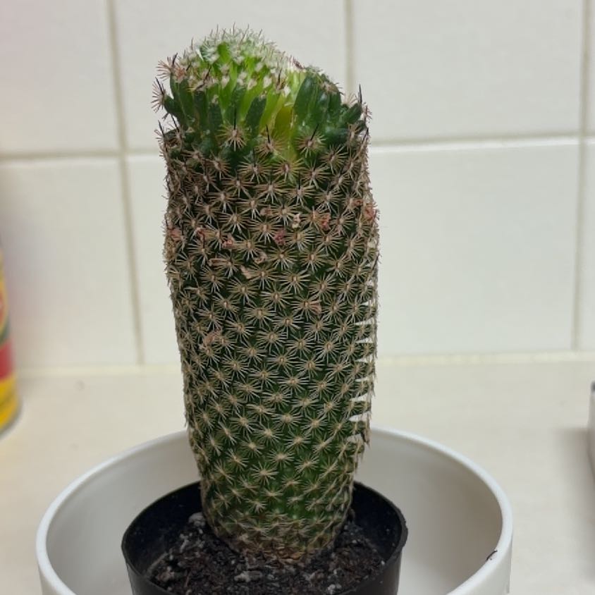 Photo of the plant species Coryphantha erecta by @MerryPotato19 named Spike on Greg, the plant care app