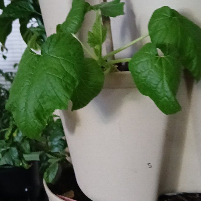 Photo of the plant species Cucumber by @PetKittenears14 named Foxxy on Greg, the plant care app