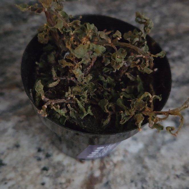 Photo of the plant species Elephant Bush Lilliput by @AwakeBabytoes73 named Bruce Lee on Greg, the plant care app