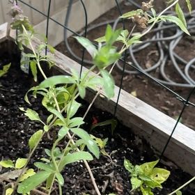 Photo of the plant species Mealycup Sage by @baijam named Foxxy on Greg, the plant care app