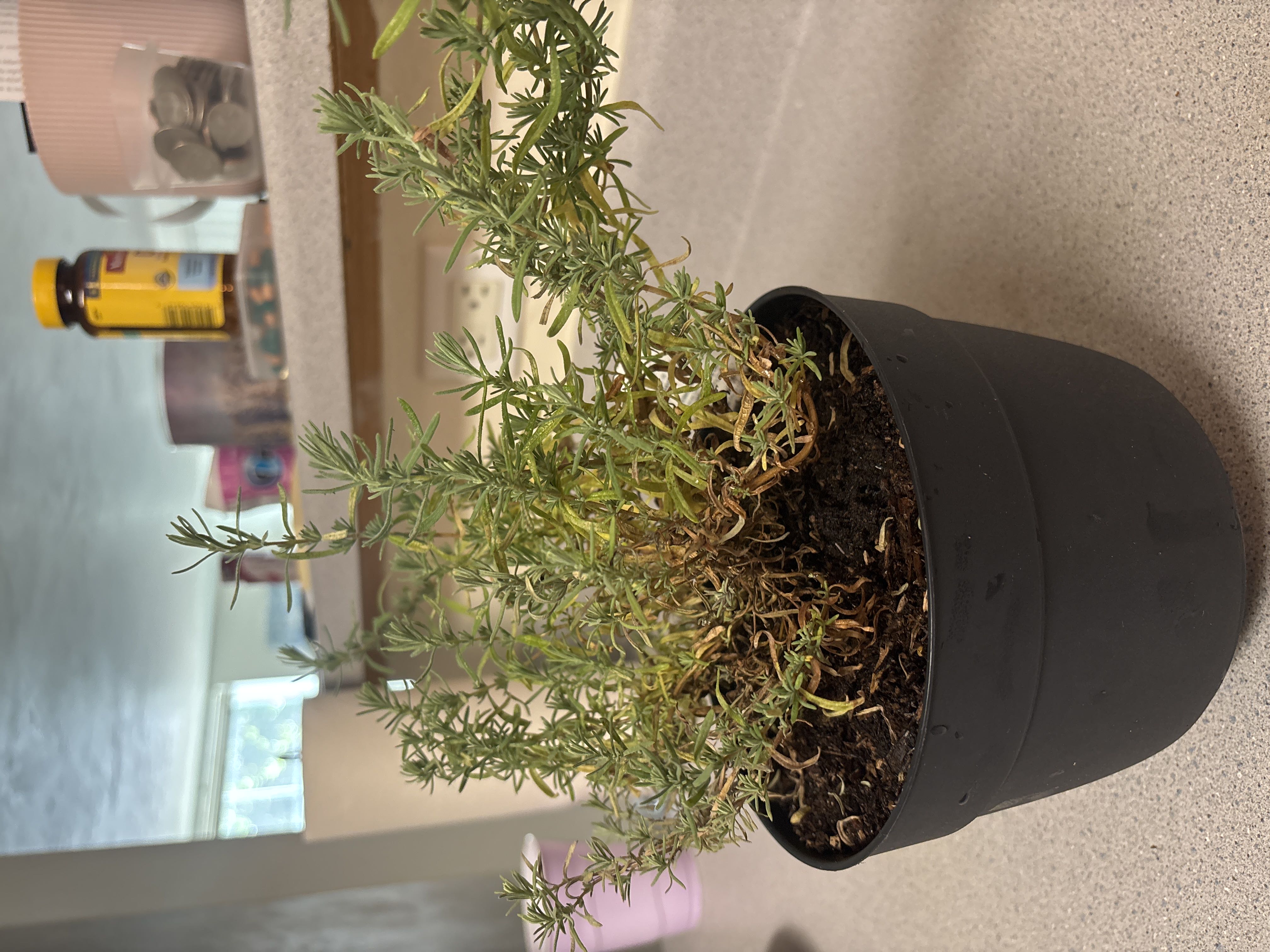 Photo from the post