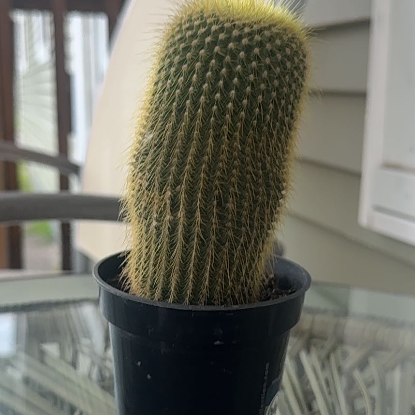Photo of the plant species Notocactus leninghausii by @HotNeslia89 named Harmony on Greg, the plant care app