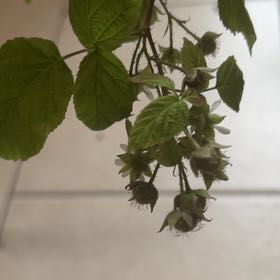 Photo of the plant species European Red Raspberry by @ZanyChervil55 named Mando on Greg, the plant care app