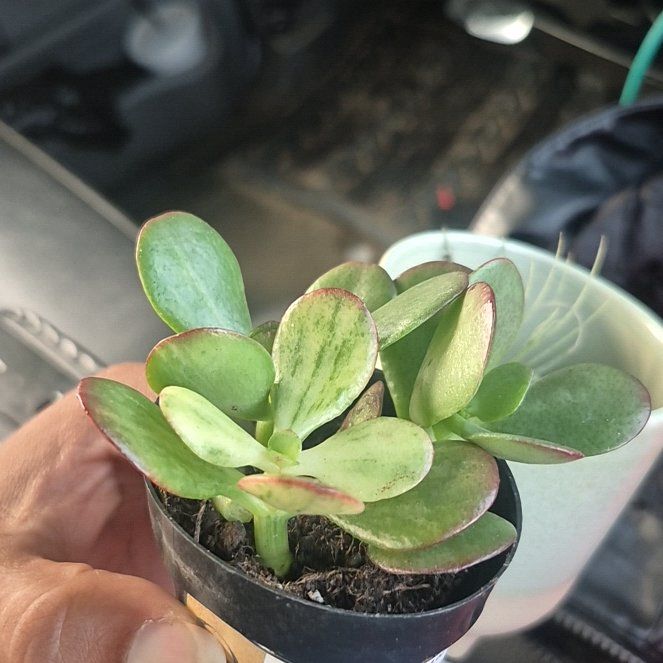 Photo of the plant species Crassula rupestris 'Variegated Monticola' by @FieryChayote74 named Treeyoncé on Greg, the plant care app