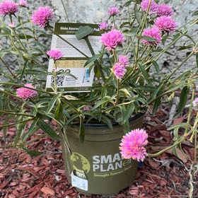 Photo of the plant species Globe Amaranth by @BuffBlueech14 named Tupot amaroot on Greg, the plant care app