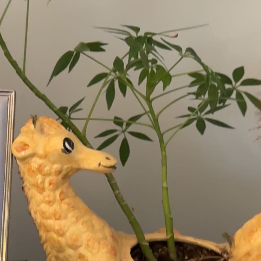 Photo of the plant species Kapok Tree by @YesMingfern54 named Sahara on Greg, the plant care app
