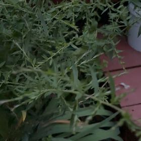 Photo of the plant species Latin American Fleabane by @PoisedNeem17 named Xena on Greg, the plant care app