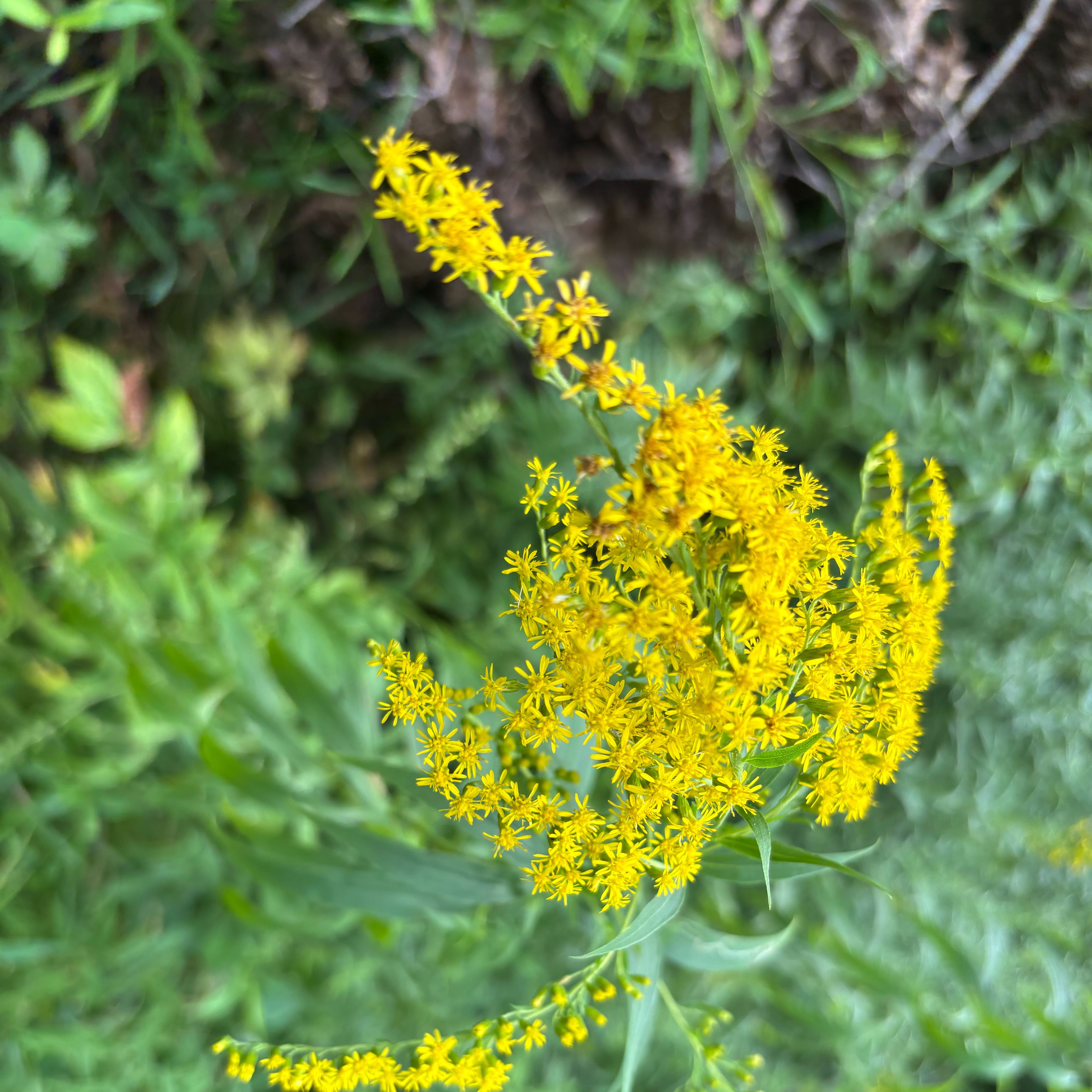 Photo of the plant species Rough Canada Goldenrod by @PoisedNeem17 named Lavender on Greg, the plant care app