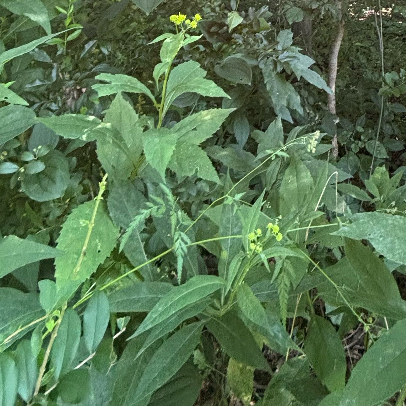 Photo of the plant species Dame's Rocket by @PoisedNeem17 named Shakira on Greg, the plant care app