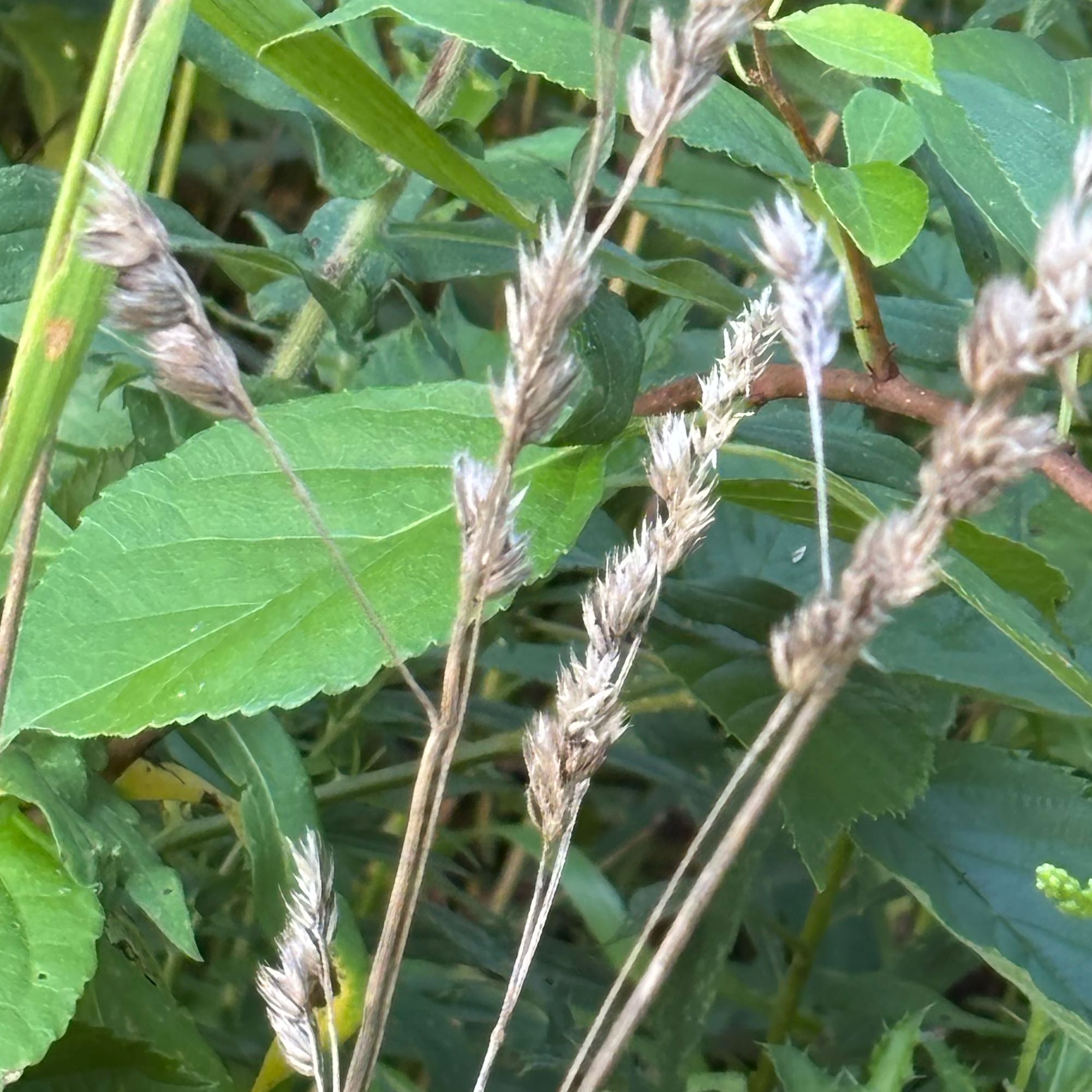 Photo of the plant species Common Velvetgrass by @PoisedNeem17 named Sproutacus on Greg, the plant care app
