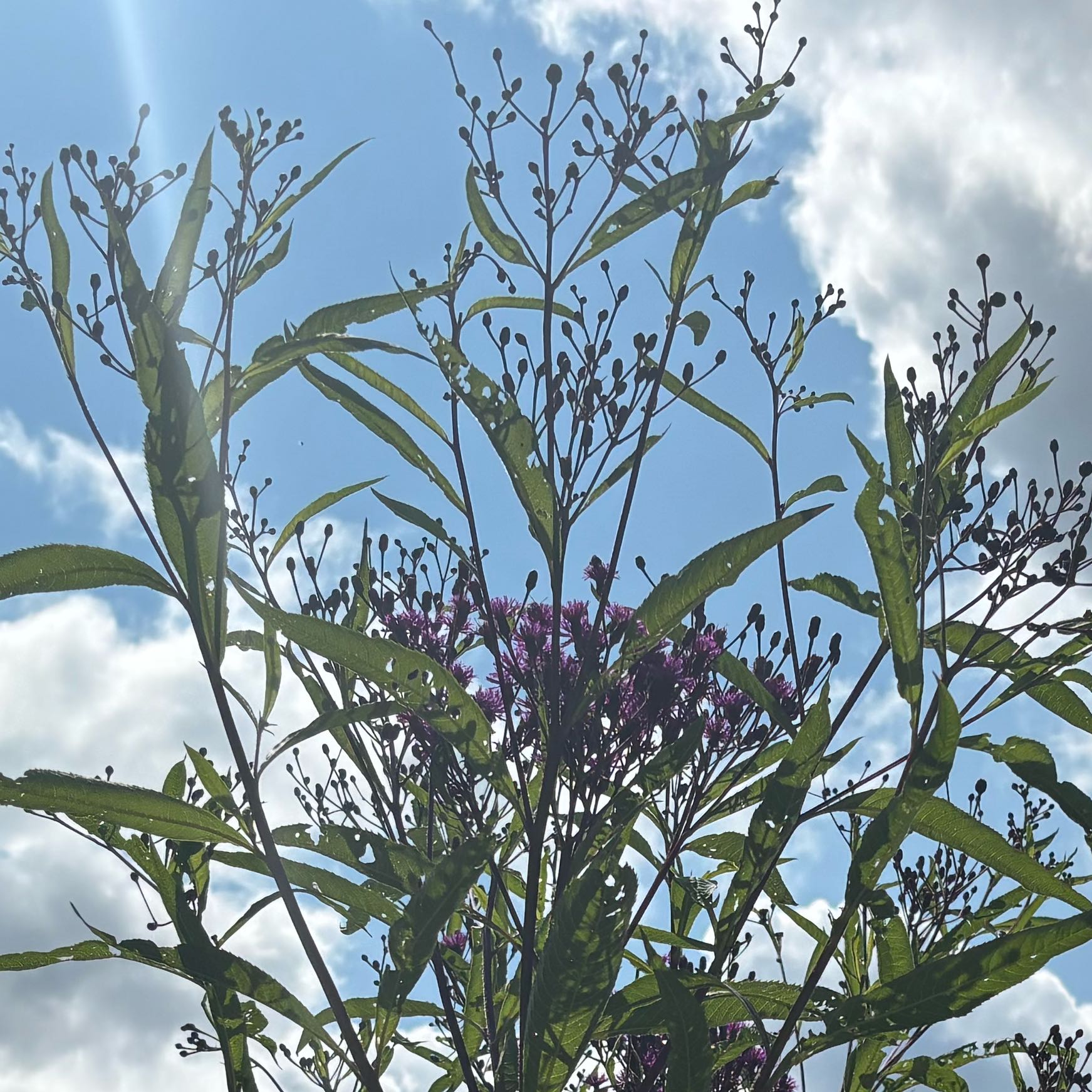 Photo of the plant species New York Ironweed by @PoisedNeem17 named Kendall on Greg, the plant care app