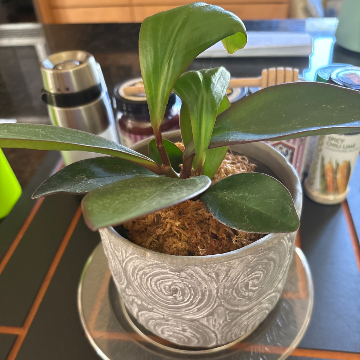 Photo of the plant species Peperomia 'Red Edge' by @Plantlover_2 named Sanders on Greg, the plant care app