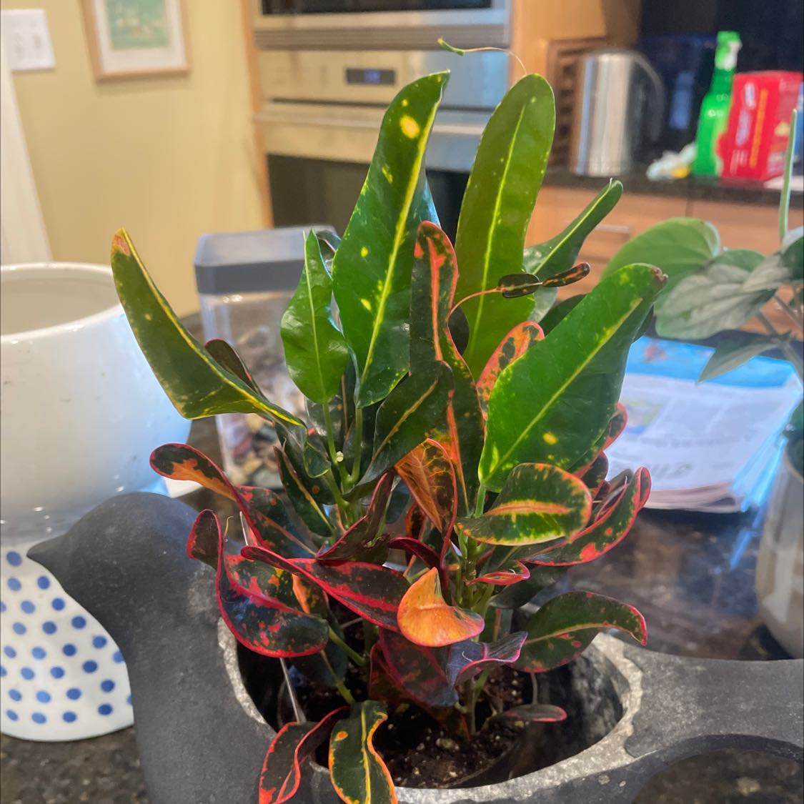 Photo of the plant species Mother and Daughter Croton by @Plantlover_2 named Croton on Greg, the plant care app