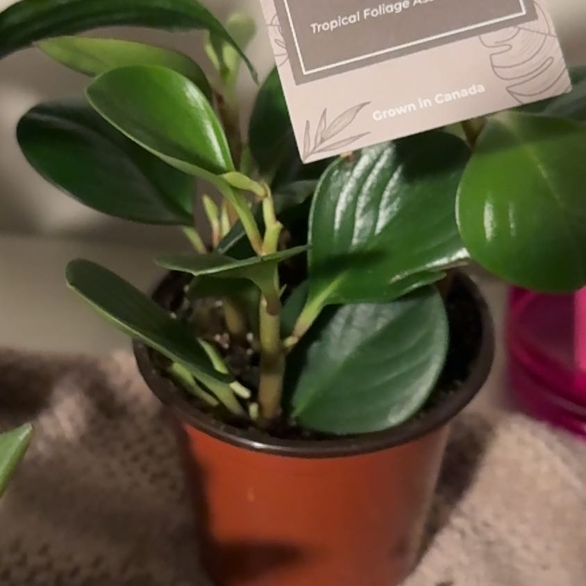 Photo of the plant species Peperomia magnoliifolia by @RegalSalal82 named Delilah on Greg, the plant care app