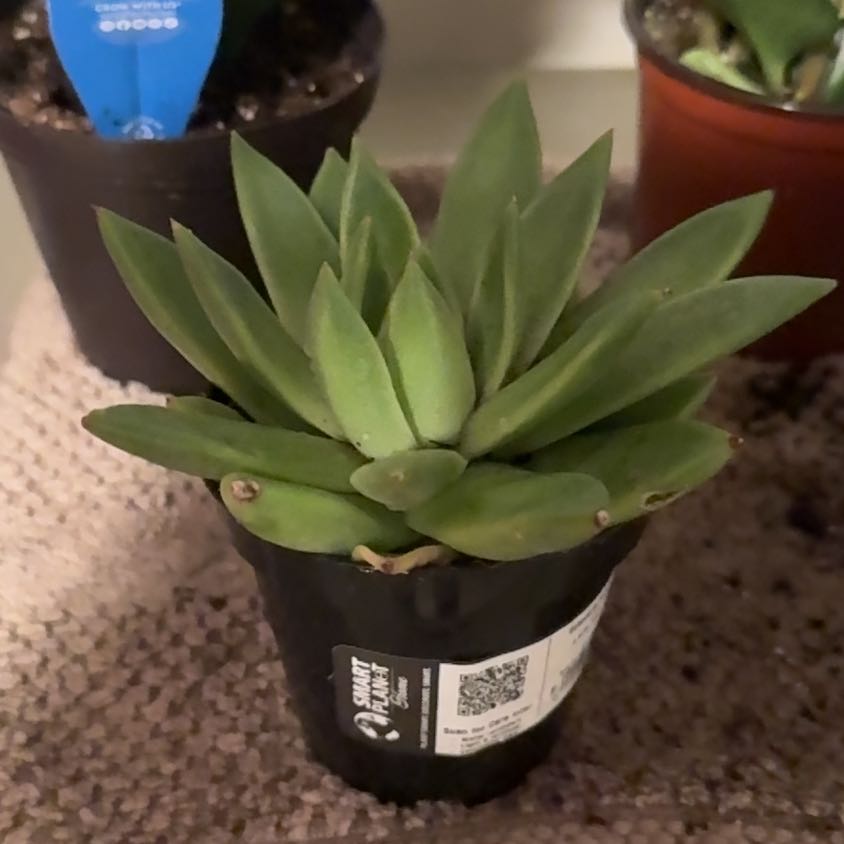 Photo of the plant species Echeveria 'Miranda' by @RegalSalal82 named Maya on Greg, the plant care app