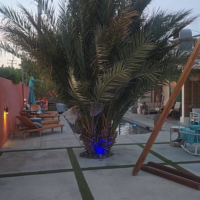 Photo of the plant species Date Palm by @PolishedPepper named Remington on Greg, the plant care app