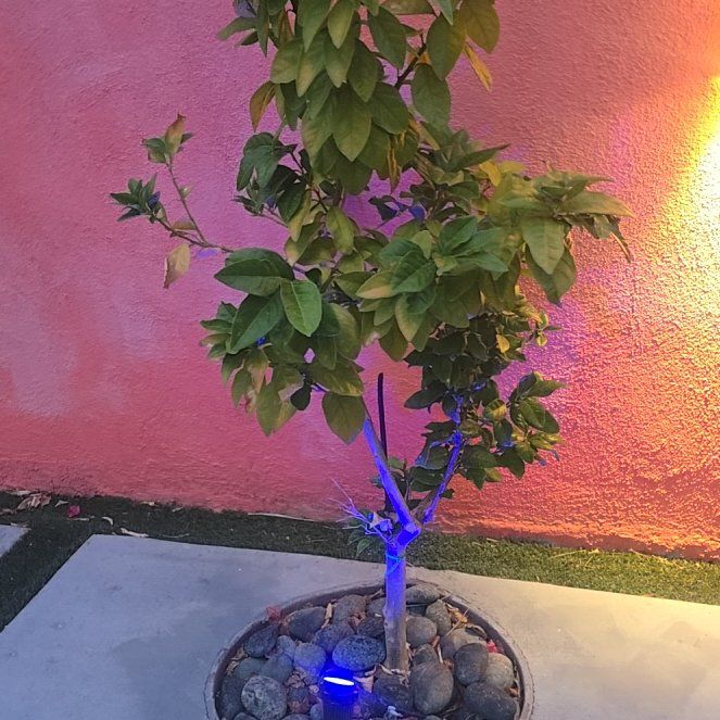 Photo of the plant species Blood Orange Tree by @PolishedPepper named Harmony on Greg, the plant care app