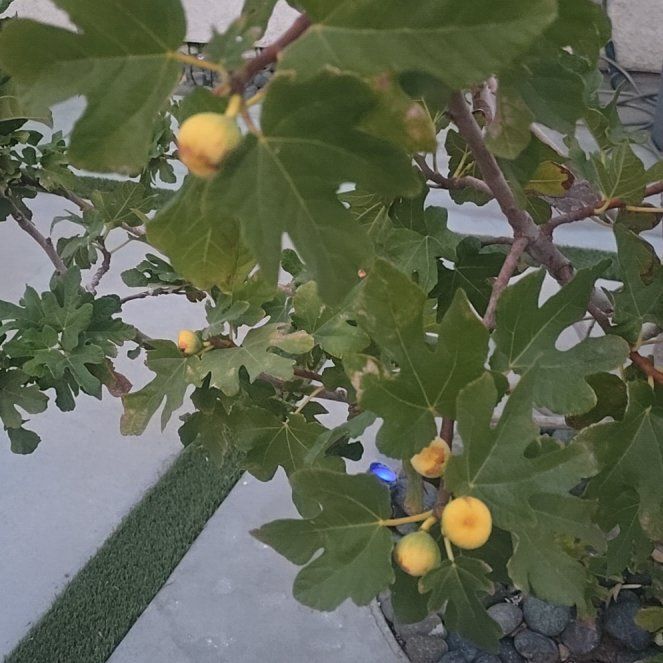 Photo of the plant species Brown Turkey Fig by @PolishedPepper named Mando on Greg, the plant care app