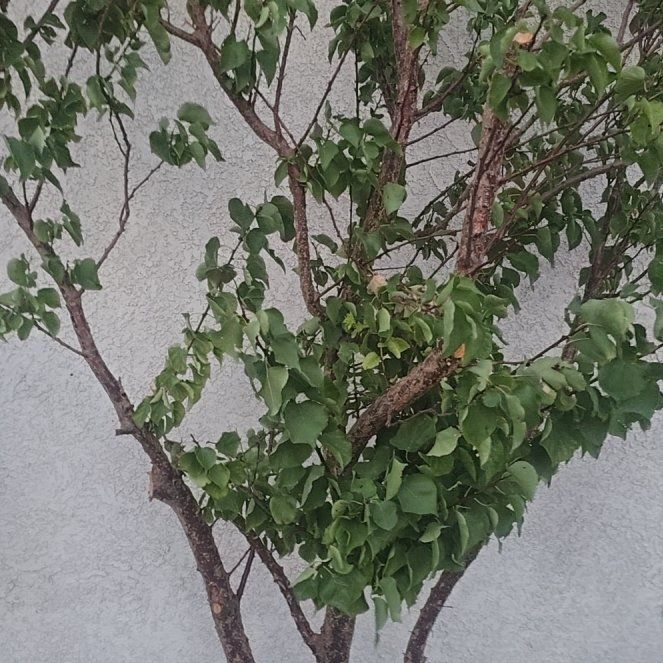 Photo of the plant species Apricot by @PolishedPepper named Cleopatra on Greg, the plant care app