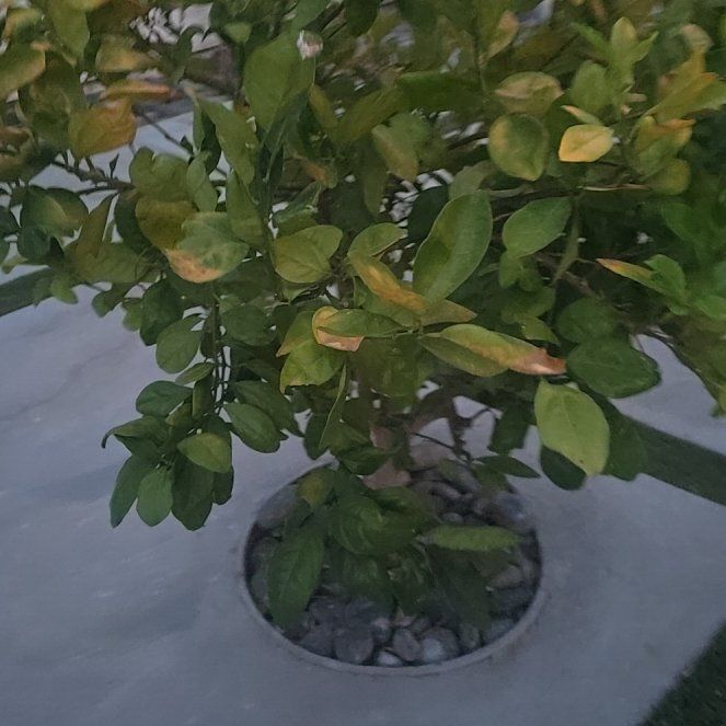 Photo of the plant species Mock Orange by @PolishedPepper named Keanu Leaves on Greg, the plant care app