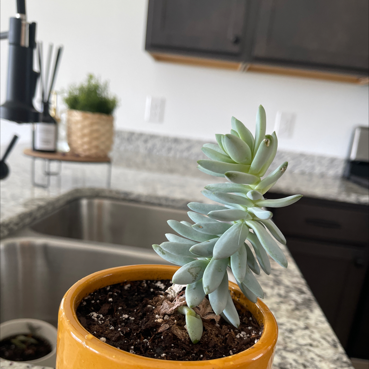 A healthy succulent plant in a yellow pot on a kitchen counter.