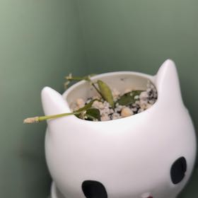 Photo of the plant species Hoya khroniana Silver Splash by @ComicMystax97 named Leonardo on Greg, the plant care app