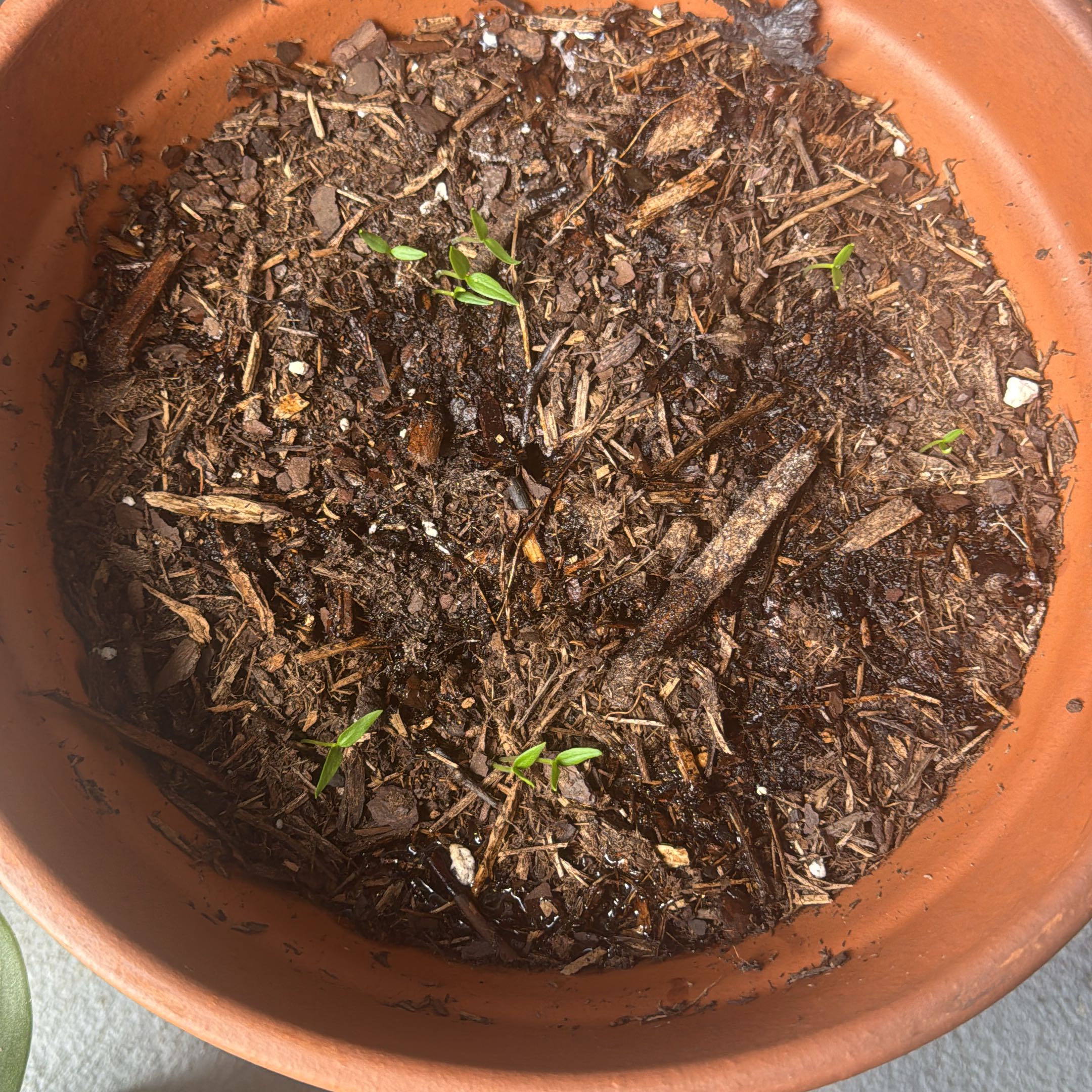 Photo of the plant species Jalapeño Pepper by @RealTaraire6 named Bella on Greg, the plant care app