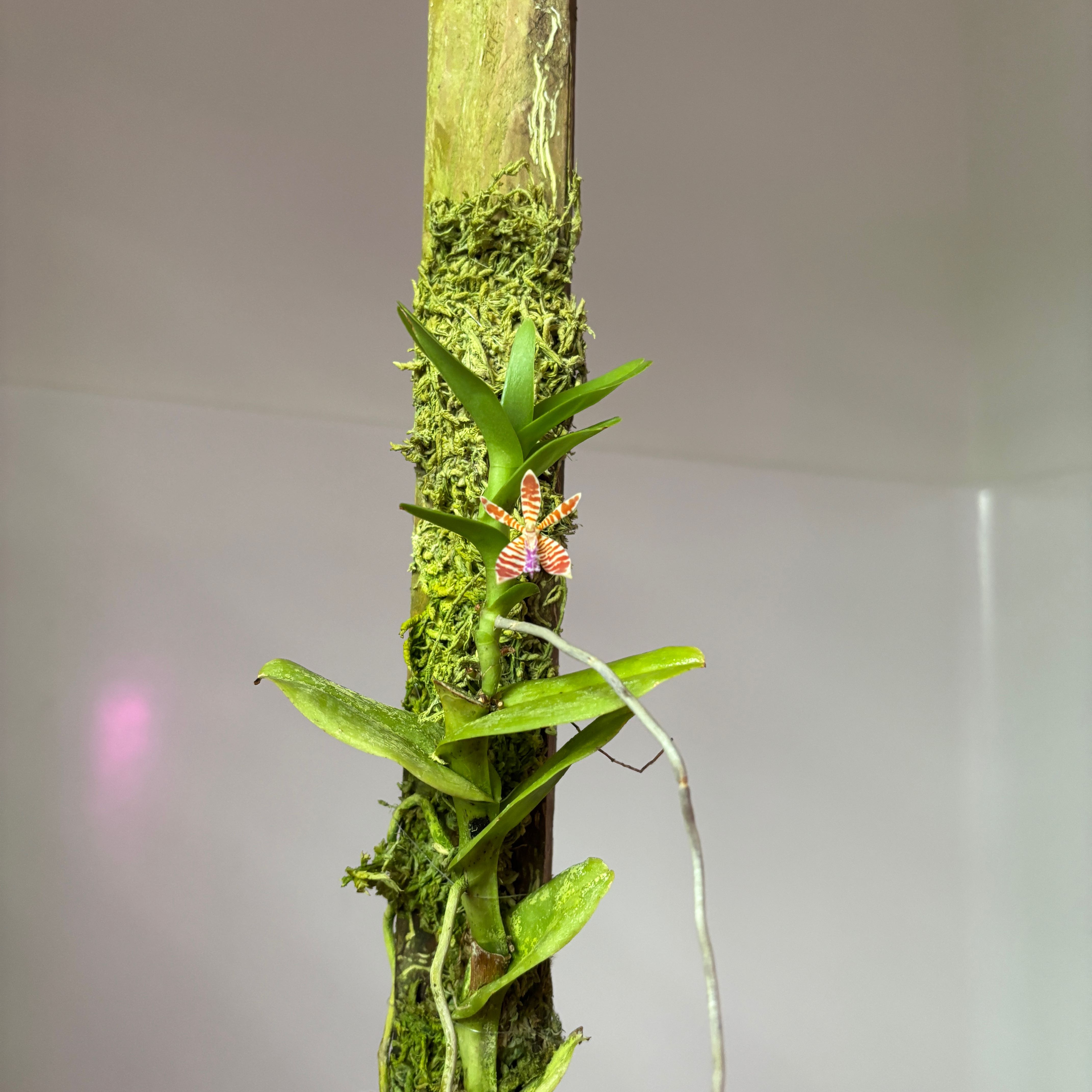 Photo of the plant species Fire Star Orchid by @ZingFeverfew17 named Drake on Greg, the plant care app