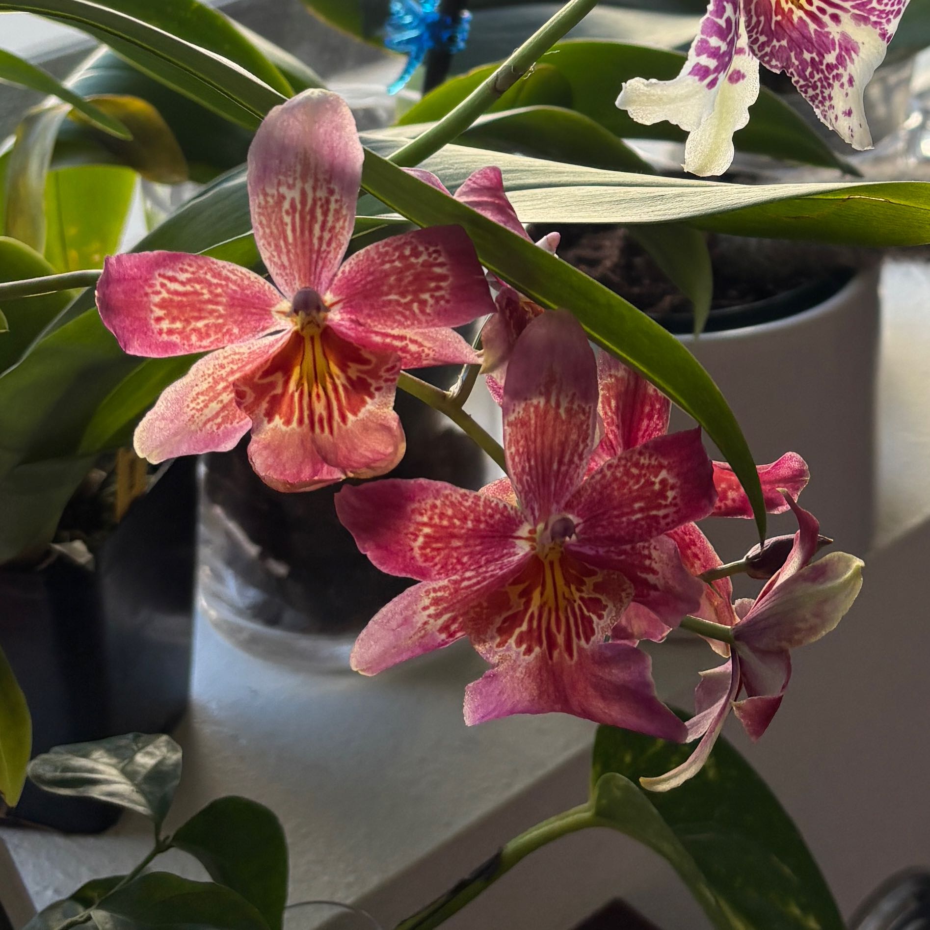 Photo of the plant species Oncidium Orchid 'B' by @ZingFeverfew17 named Leonardo on Greg, the plant care app
