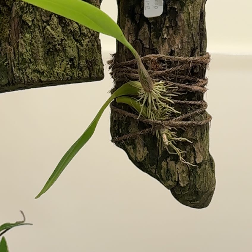 Photo of the plant species Red Bulbophyllum by @ZingFeverfew17 named Ulysses S Plant on Greg, the plant care app
