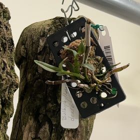 Photo of the plant species Dendrobium ovatum by @ZingFeverfew17 named Taylor Swift on Greg, the plant care app