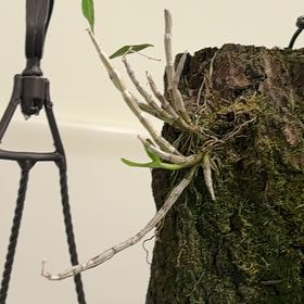 Photo of the plant species Dendrobium ovatum by @ZingFeverfew17 named Aristotle on Greg, the plant care app