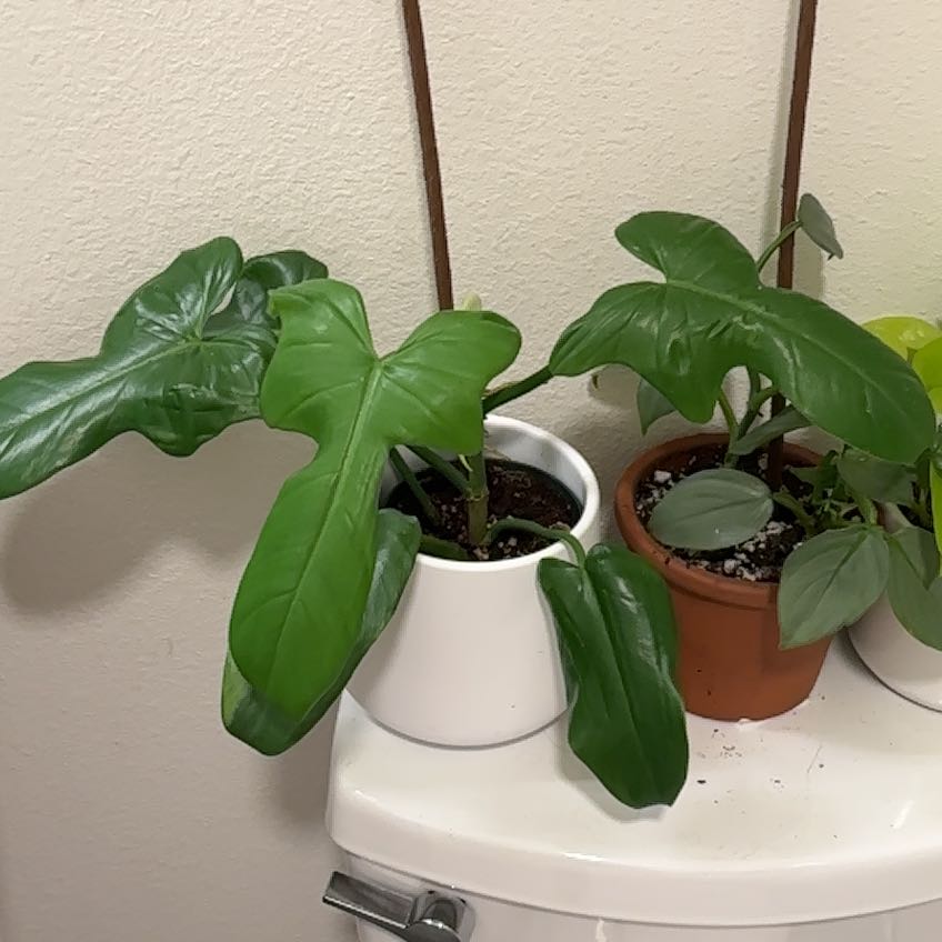Photo of the plant species Philodendron Bipennifolium by @ZingFeverfew17 named Eva on Greg, the plant care app
